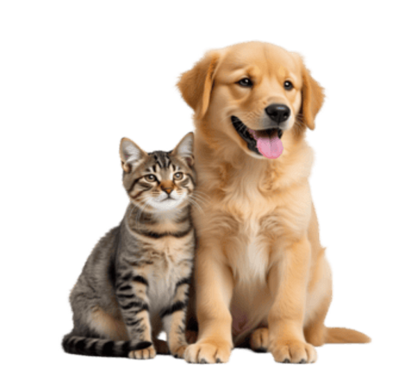 Pet Supplies Collection