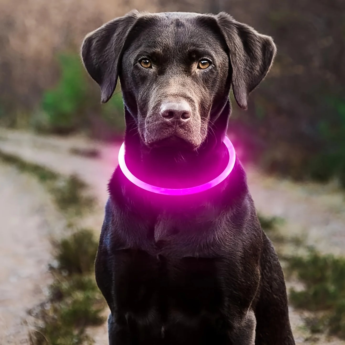 LED USB Rechargeable Dog Collar
