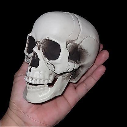 Hand holding a small white skull model against a black background