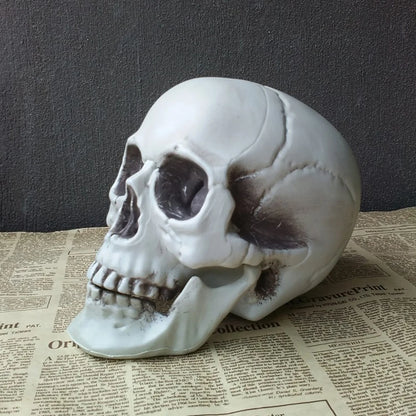 Skull model on a surface with text