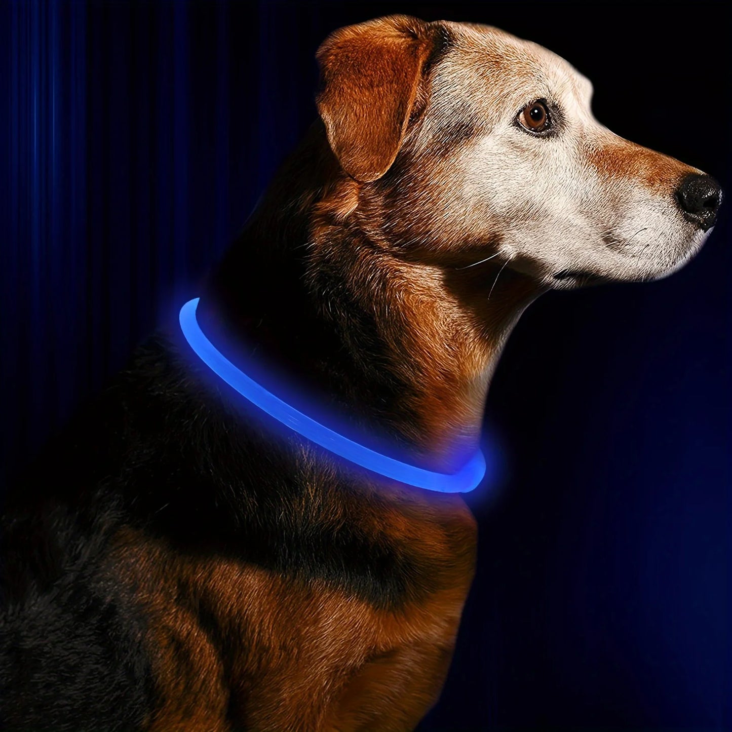 LED USB Rechargeable Dog Collar