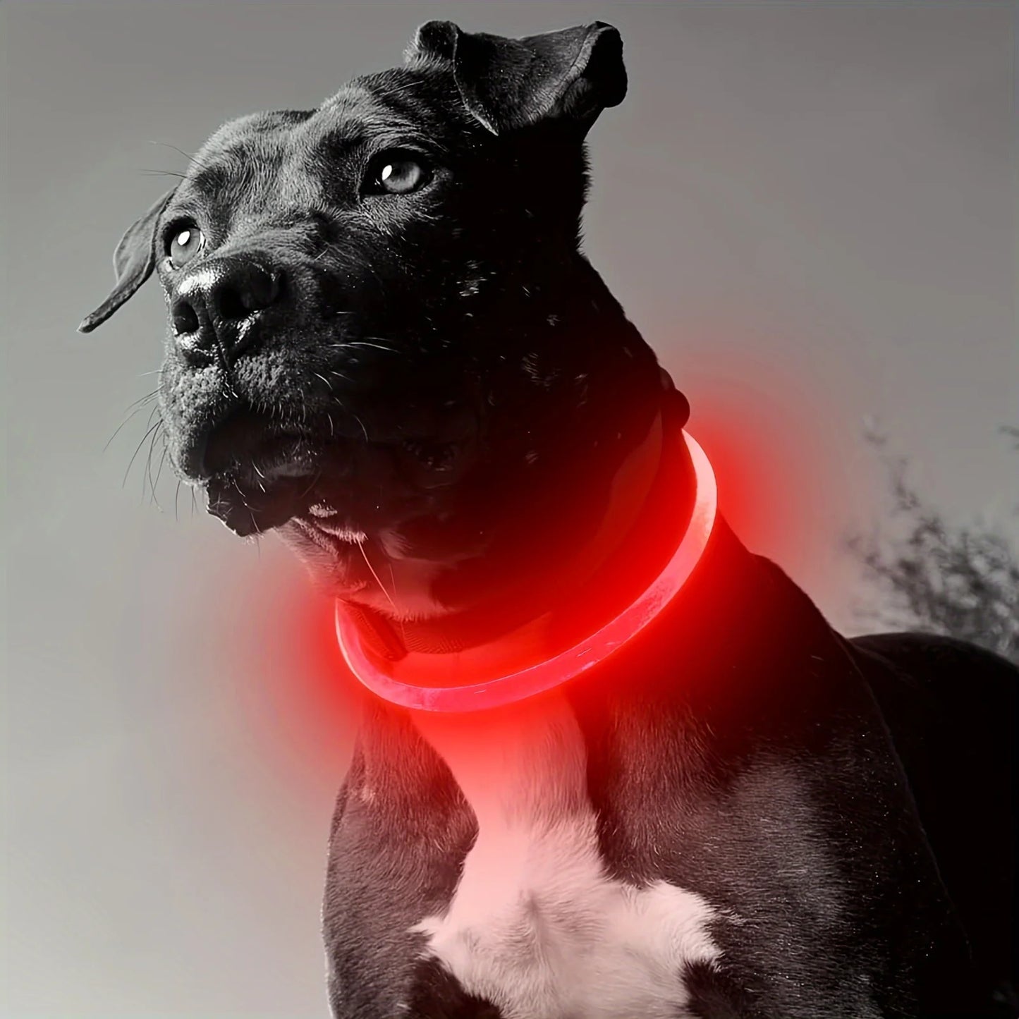 LED USB Rechargeable Dog Collar